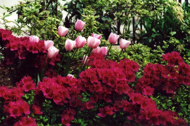 Colonial Style Garden