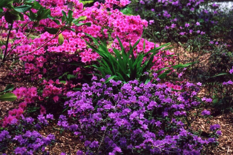 Colonial Style Garden